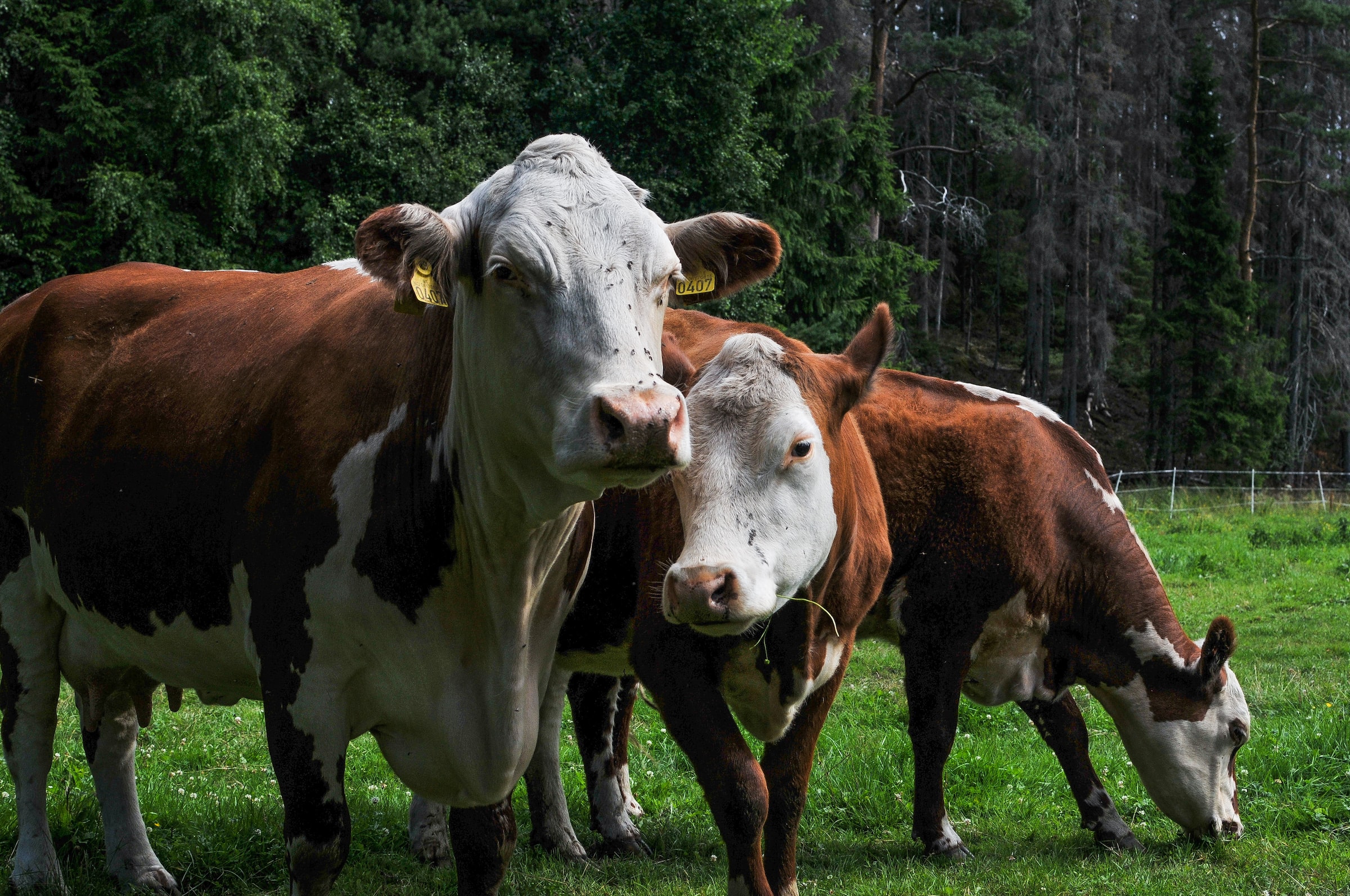 Anderson Dairy